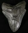 Bargain Megalodon Tooth #20816-1